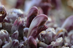 Lathraea clandestina