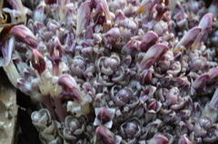 Lathraea clandestina