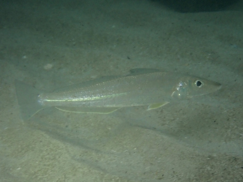 Common asohos (Sillago sihama) — Sillaginidae