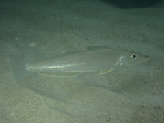 Silver Sillago photo 4