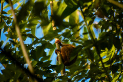 Dian's Tarsier photo 2