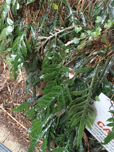 Image of Blechnum patersonii by (c) Oscar Dove, some rights reserved (CC BY)