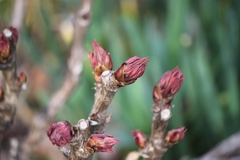 Paeonia × suffruticosa