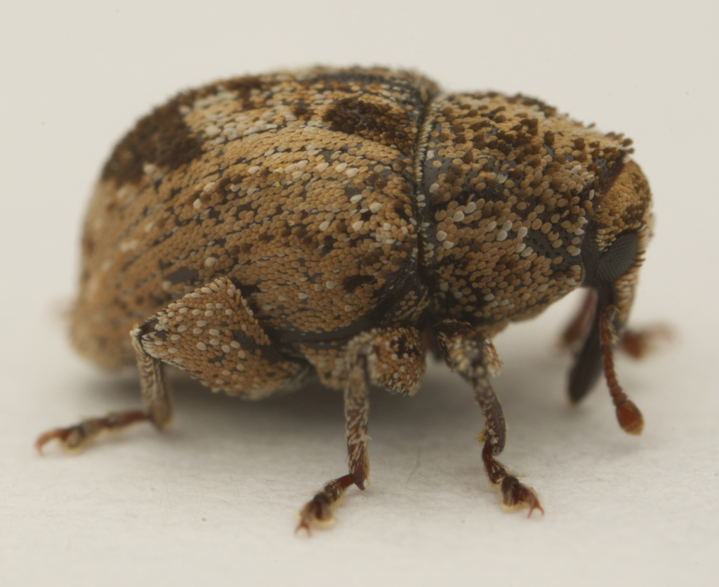Ampagia femoralis