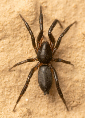 Representative image of Zelotes