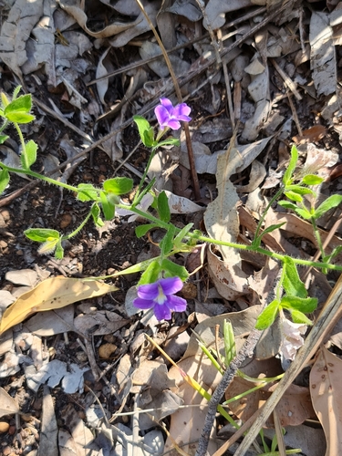 Image of Scaevola pilosa by (c) Belinda Forbes, some rights reserved (CC BY)