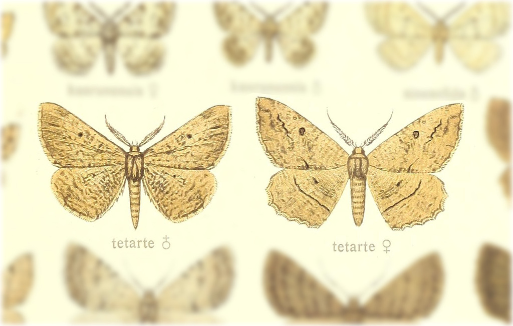 Ctenognophos tetarte
