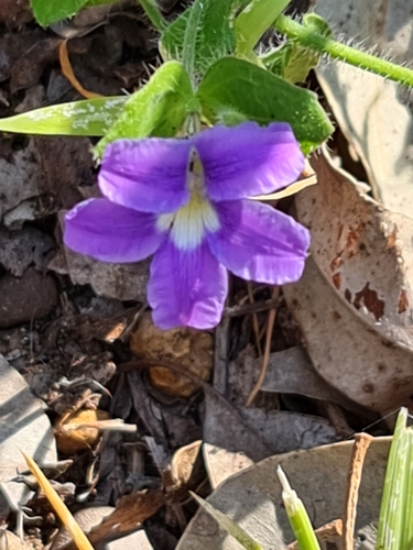 Image of Scaevola pilosa by (c) Belinda Forbes, some rights reserved (CC BY)