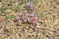 Asclepias senecionifolia