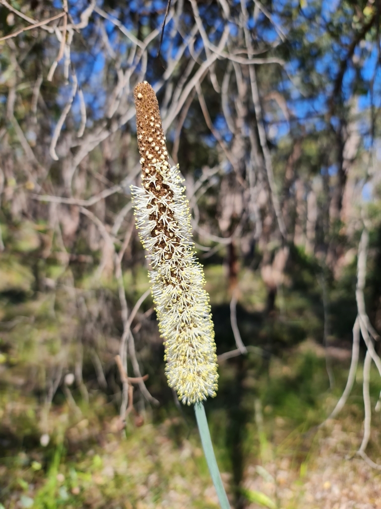 Xanthorrhoea gracilis Endl. 3