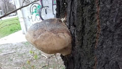 Fomes fomentarius