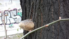 Fomes fomentarius