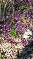 Cercis occidentalis