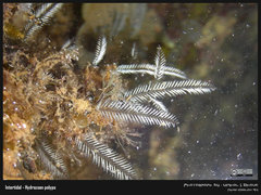 Macrorhynchia philippina