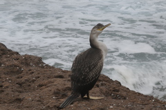 Gulosus aristotelis desmarestii