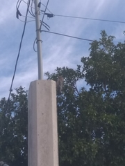 Melanerpes uropygialis