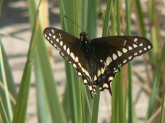 Papilio brevicauda