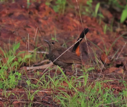 Indian Robin (Copsychus fulicatus), photo 10