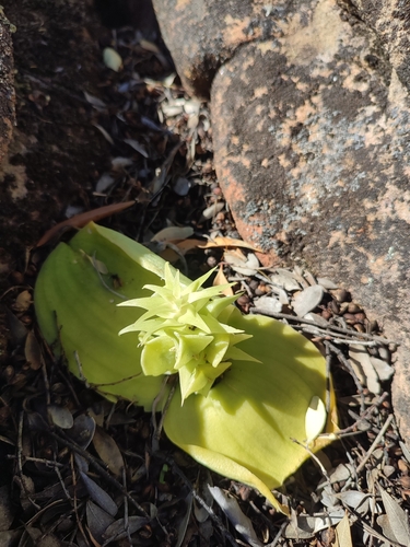 Image of Massonia bifolia by (c) Zoe Du Plessis, some rights reserved (CC BY)