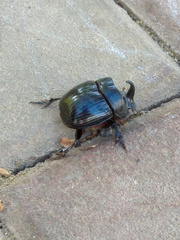 Copris hispanus cavolinii