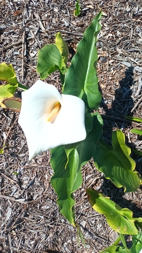 Zantedeschia aethiopica