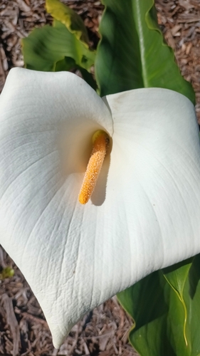Zantedeschia aethiopica