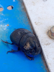 Copris hispanus cavolinii