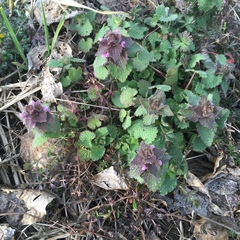 Lamium purpureum purpureum
