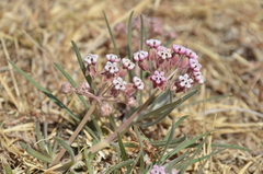 Asclepias senecionifolia