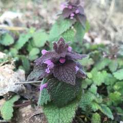 Lamium purpureum purpureum