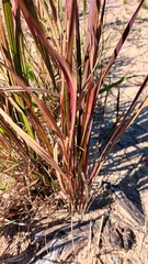 Silberhaargras (Imperata cylindrica): Herkunft und Verwendung — Foto 3