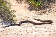 Peninsula Brown Snake photo 4