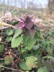 Lamium purpureum purpureum