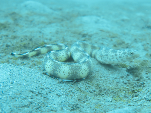 Lesser moray (Gymnothorax minor) — Muraenidae — 4