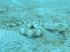 Lesser Moray photo 2