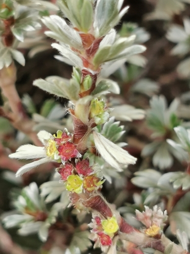 Alchemilla argyrophylla