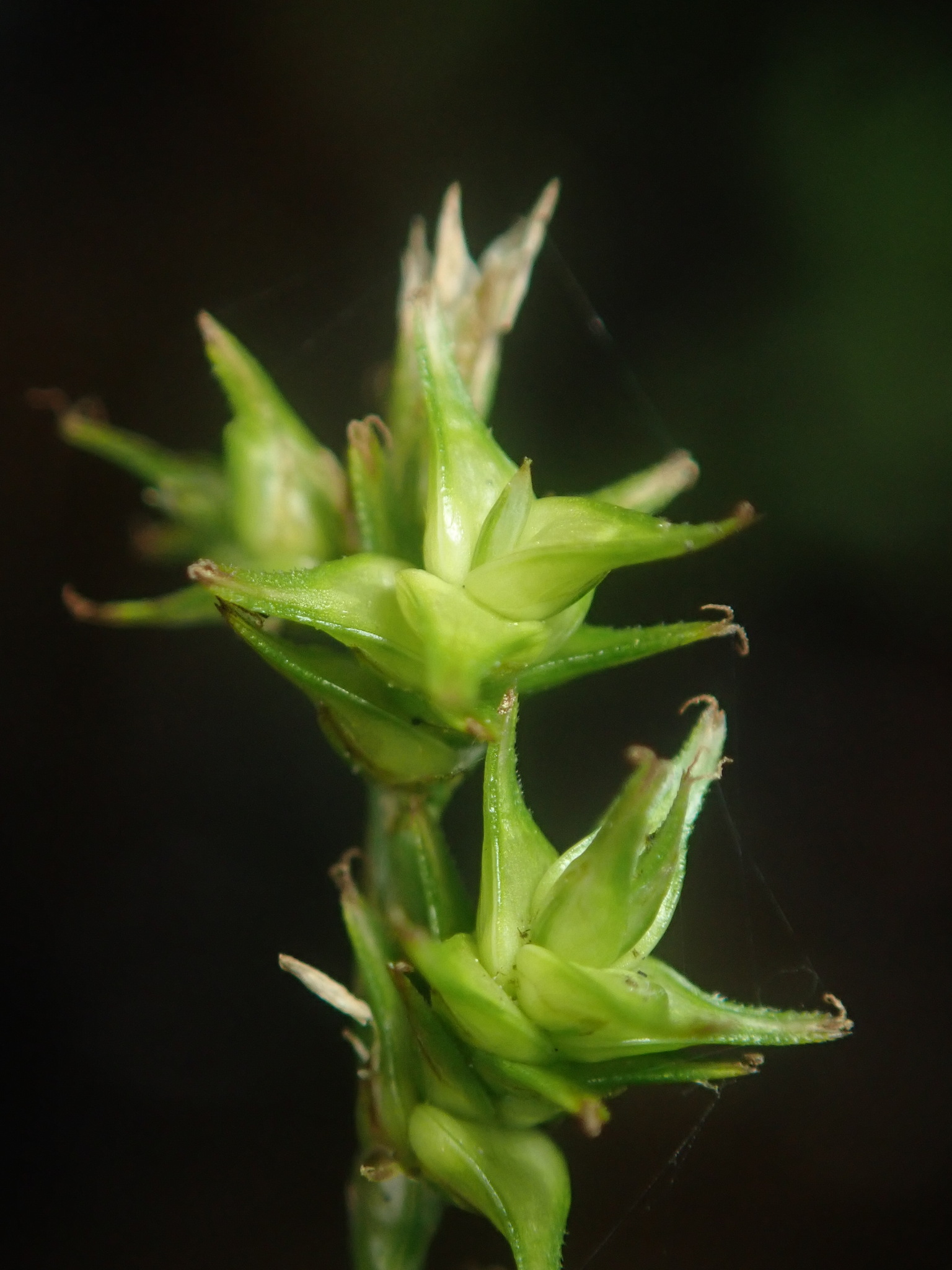Carex ruthii