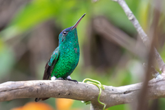 Saucerottia cyanifrons