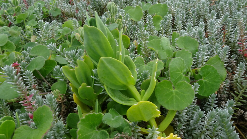 Mesembryanthemum vanrensburgii, Sandbaai, 7200, South Africa