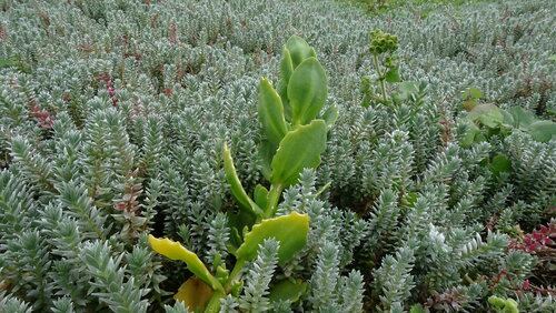 Mesembryanthemum vanrensburgii