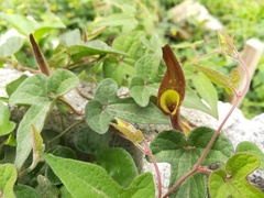 Aristolochia pentandra