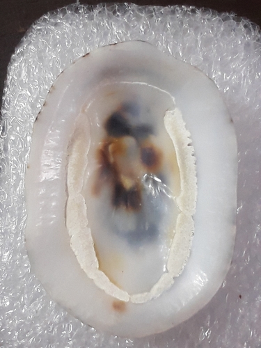 Lottia discors