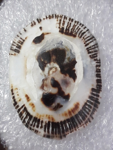 Lottia discors