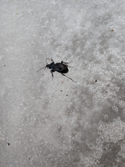 Sphaeroderus stenostomus