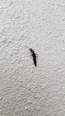 Thyreocephalus orthodoxus