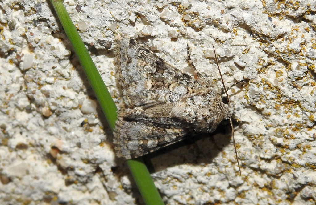 Hecatera weissi