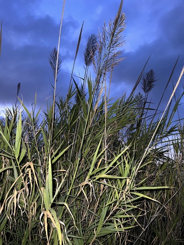 Arundo donax