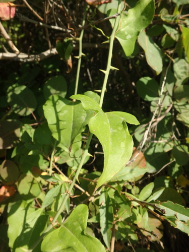 Larger Smilax