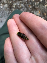 Placosternus guttatus