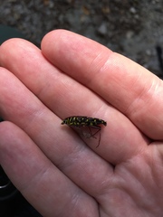 Placosternus guttatus